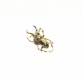 Scarab Lapel pin, Brass