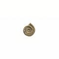 Ammonite Lapel pin, Brass